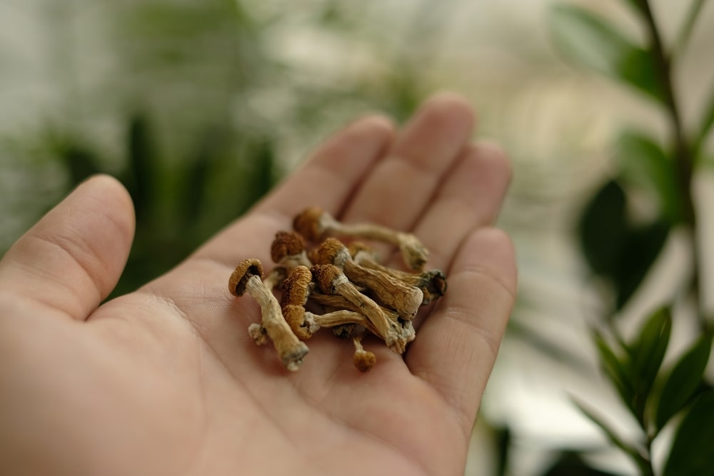 Mental Health Care With Psychedelics Magic Mushrooms Dried psilocybin mushrooms held in an open hand