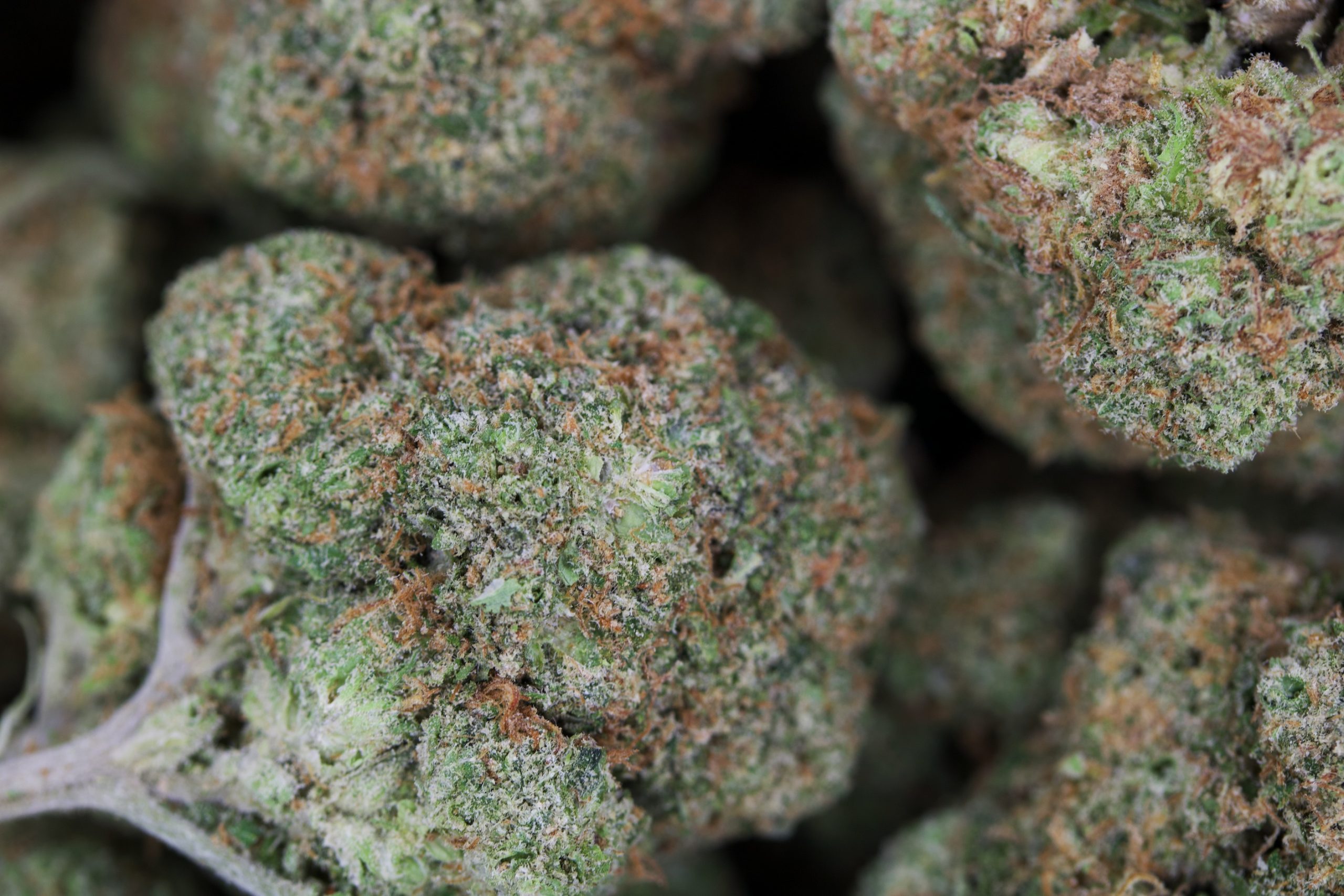 Alien Glue | Canada Bliss Herbals