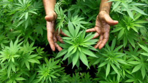 Buying Weed Online Buying Weed Online